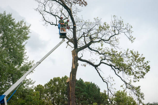 How Our Tree Care Process Works  in  Bratenahl, OH